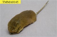 藏品(刺鼠)的圖片